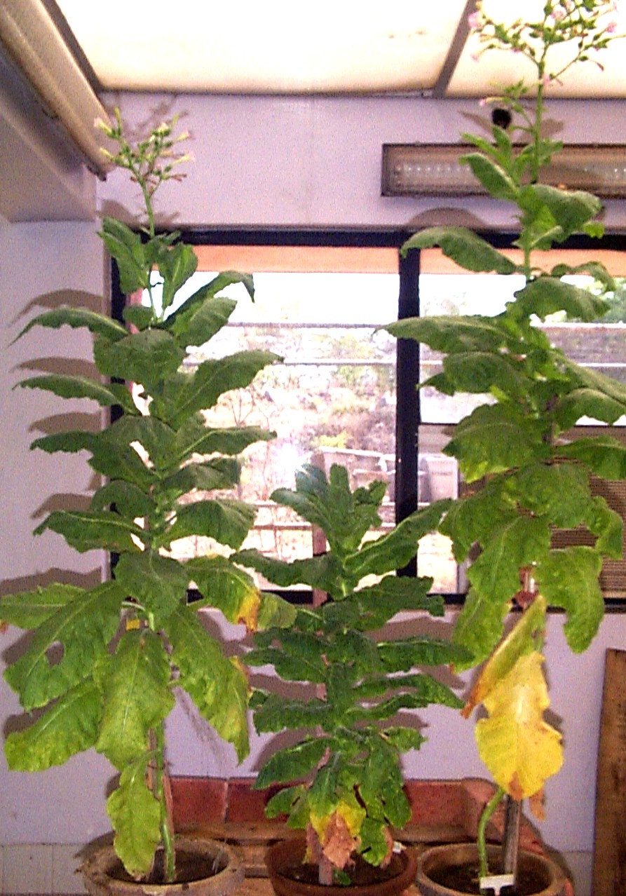 T7RNA plant